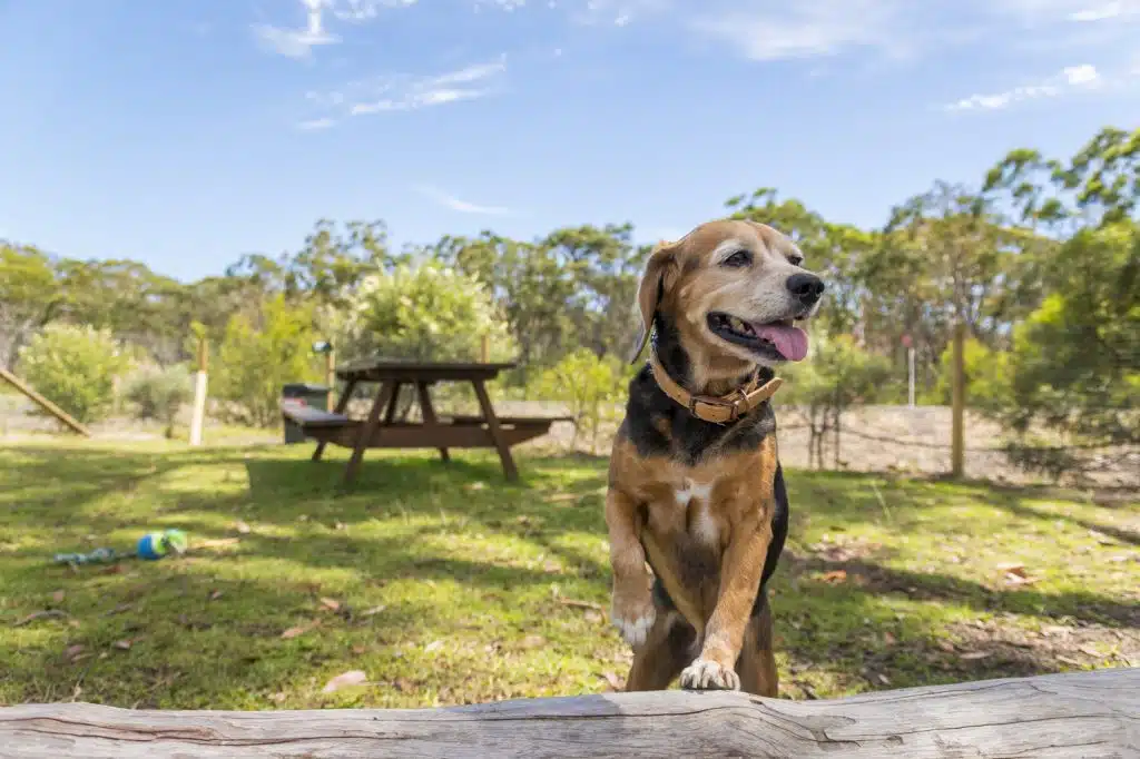 CHP-DogPark-web-1